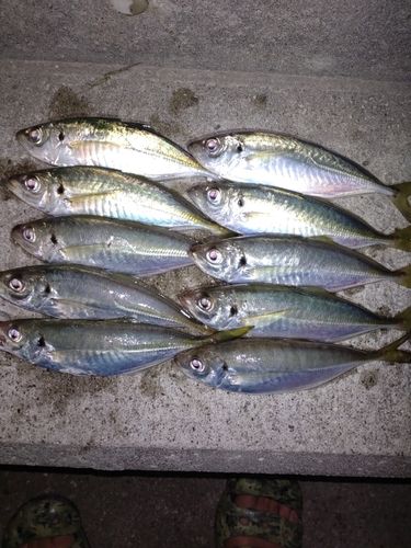 アジの釣果