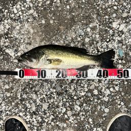 ラージマウスバス