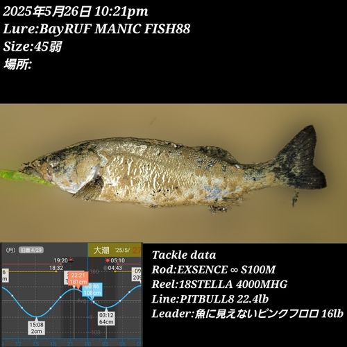 シーバスの釣果