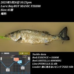 シーバス
