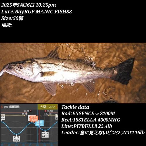 シーバスの釣果