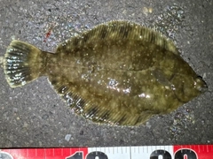 クロガシラガレイの釣果