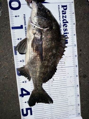 クロダイの釣果