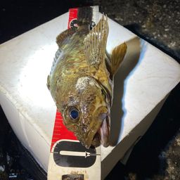 カサゴ
