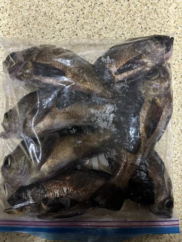 メバルの釣果