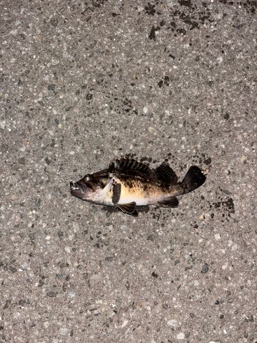 クロソイの釣果