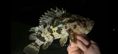 ベッコウゾイの釣果