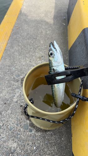マサバの釣果