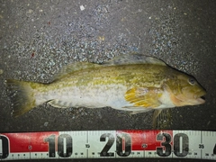 アブラコの釣果