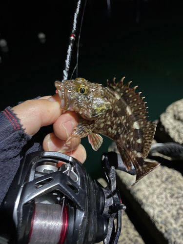 アラカブの釣果