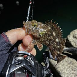 アラカブ