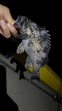 クロソイの釣果
