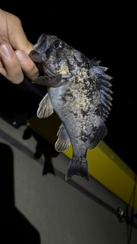 クロソイの釣果