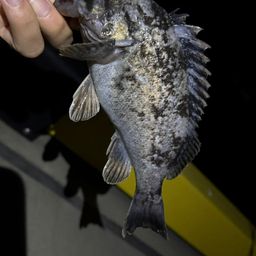 クロソイ