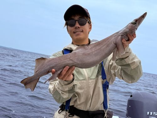 ヘラツノザメの釣果