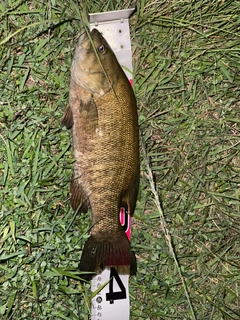 スモールマウスバスの釣果