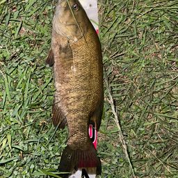 スモールマウスバス