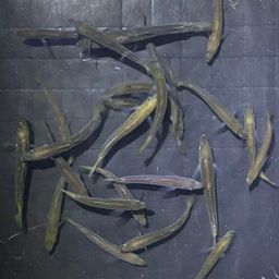 アジ