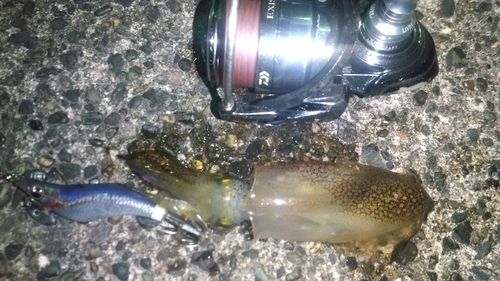 ケンサキイカの釣果