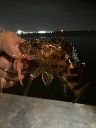 タケノコメバルの釣果