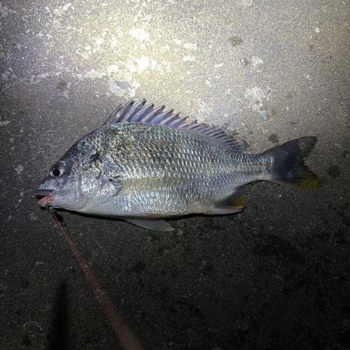 キビレの釣果