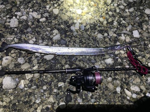 ダツの釣果