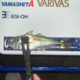 アジ