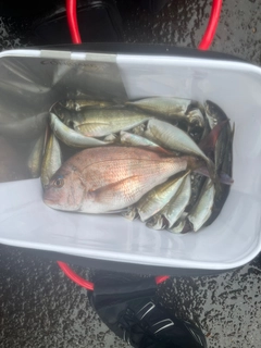 マダイの釣果