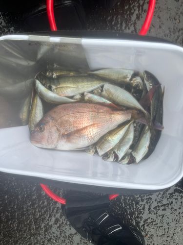 マダイの釣果