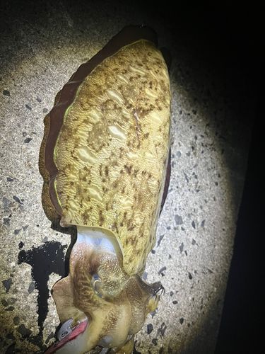 モンゴウイカの釣果