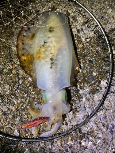 アオリイカの釣果