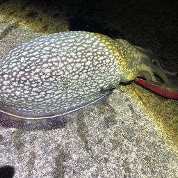 シリヤケイカ