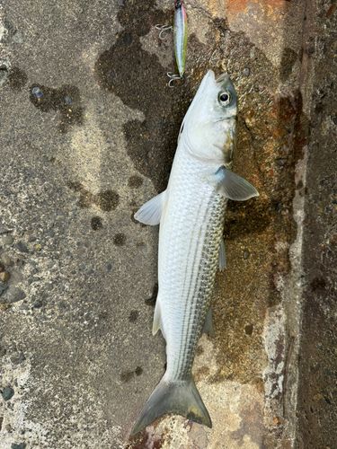 ボラの釣果
