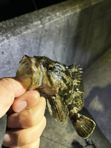 タケノコメバルの釣果