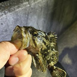 タケノコメバル