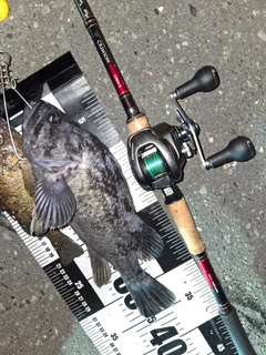 クロソイの釣果