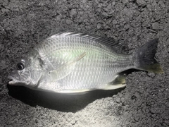 キビレの釣果