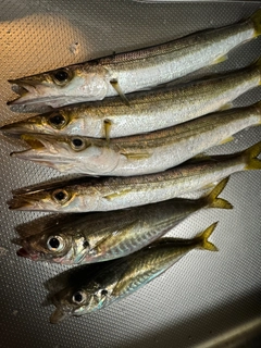 カマスの釣果