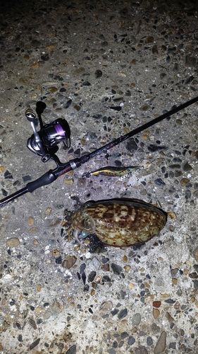 スミイカの釣果