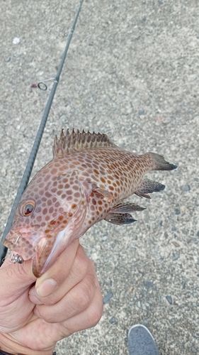 オオモンハタの釣果