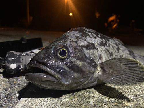 クロソイの釣果