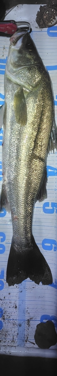 シーバスの釣果