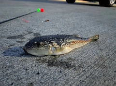 クサフグの釣果