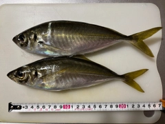 アジの釣果