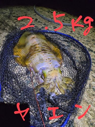 アオリイカの釣果