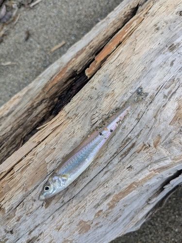 キスの釣果