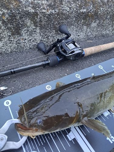ナマズの釣果