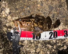 タケノコメバルの釣果