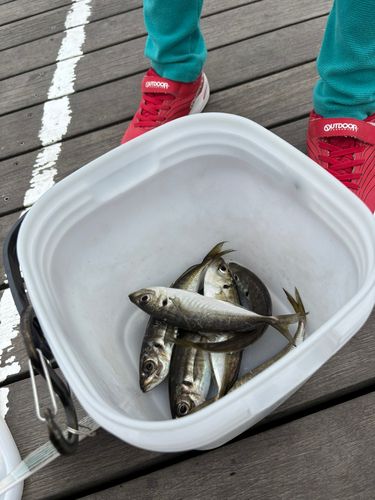 アジの釣果