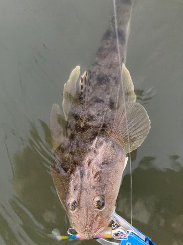 マゴチの釣果
